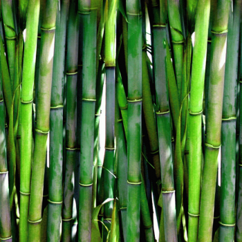 Bambusz ruházat – a legjobb a testnek