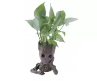 Groot alakú kaspó