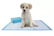 WC alátét kutyáknak - 60 x 90 cm - 10 db